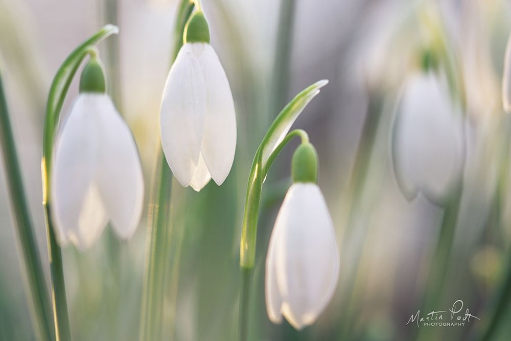 Delicate art print by Martin Podt for $57.95 CAD