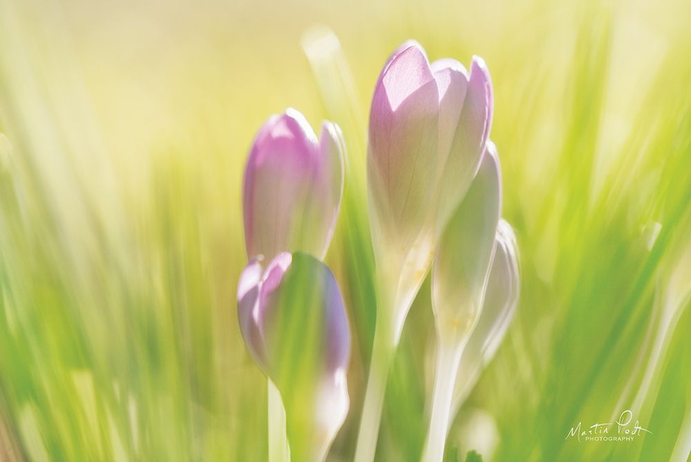 Soft Crocus art print by Martin Podt for $57.95 CAD