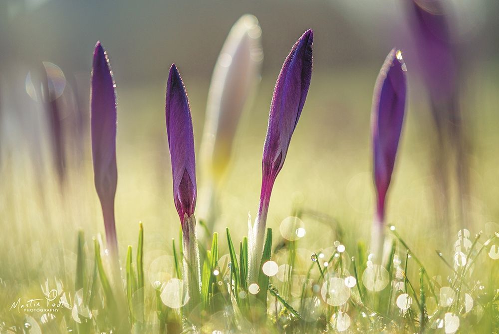 Four in a Row art print by Martin Podt for $57.95 CAD