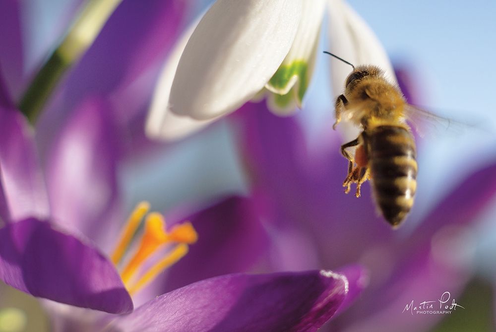 Bee I art print by Martin Podt for $57.95 CAD