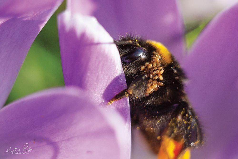 Bee II art print by Martin Podt for $57.95 CAD