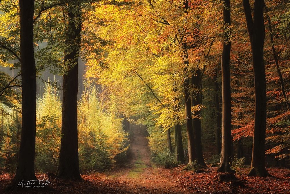 Autumn Mood art print by Martin Podt for $57.95 CAD
