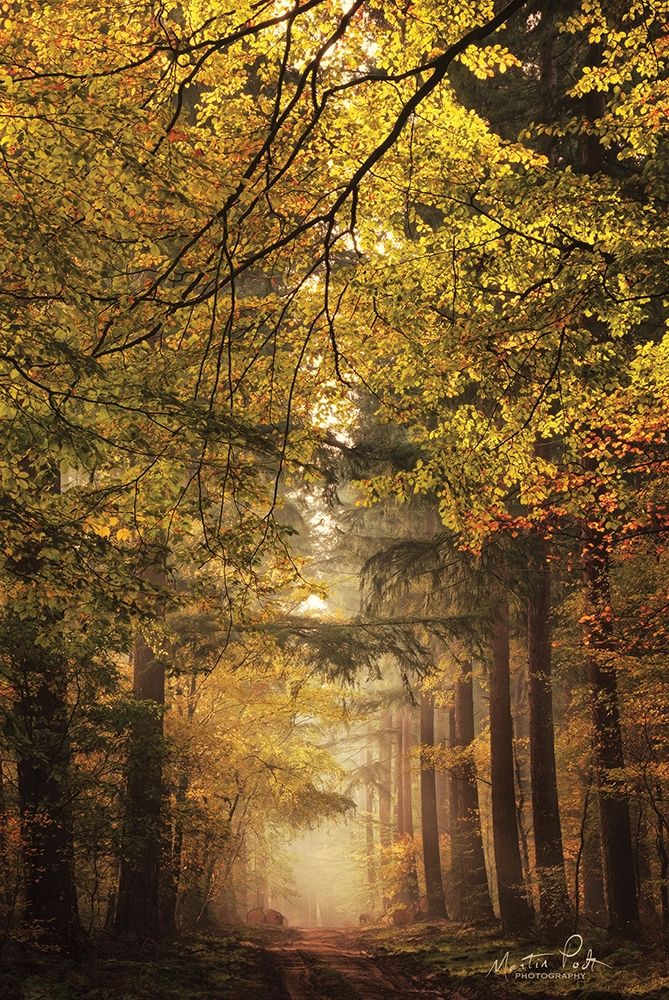 Memories of the Past art print by Martin Podt for $57.95 CAD