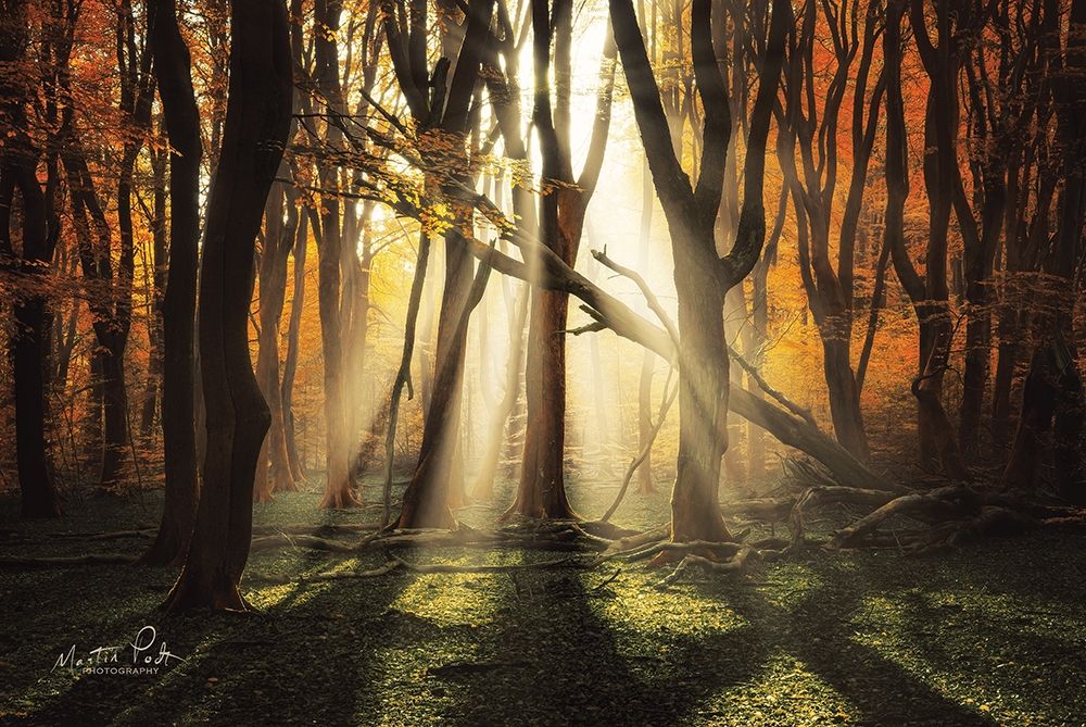 The Awakening art print by Martin Podt for $57.95 CAD