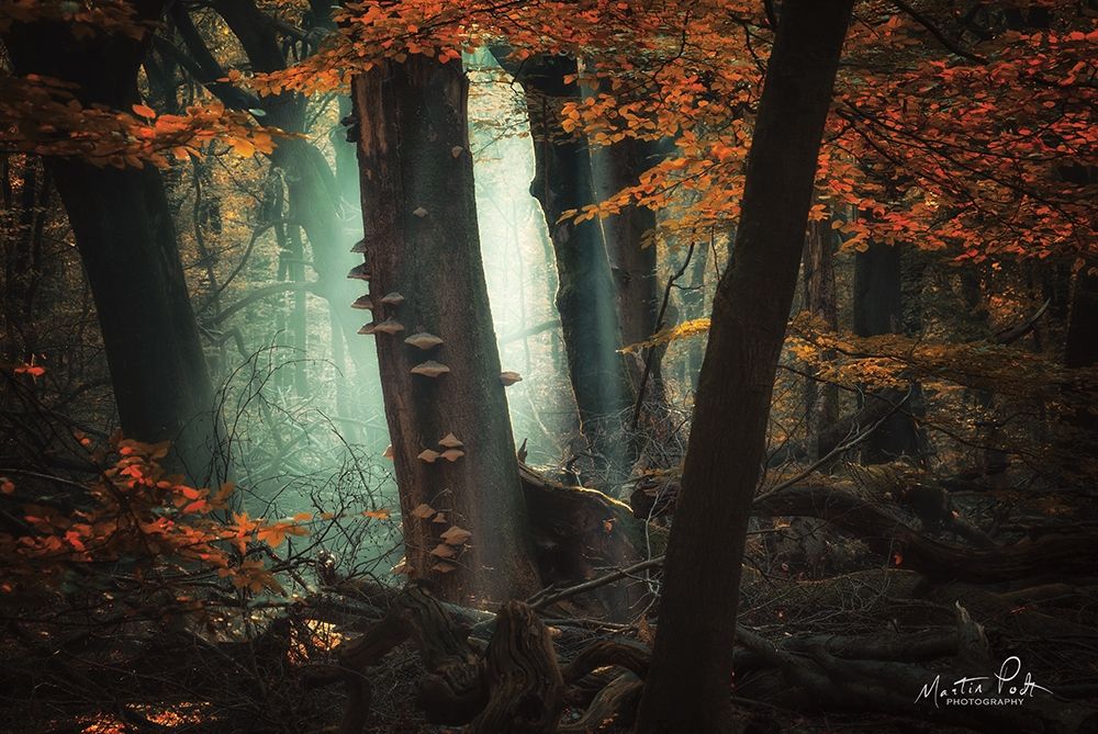Beautiful Mess art print by Martin Podt for $57.95 CAD
