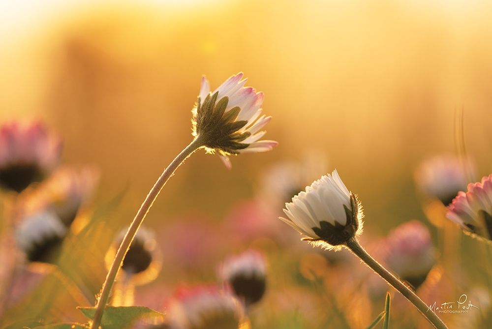 Daisies art print by Martin Podt for $57.95 CAD