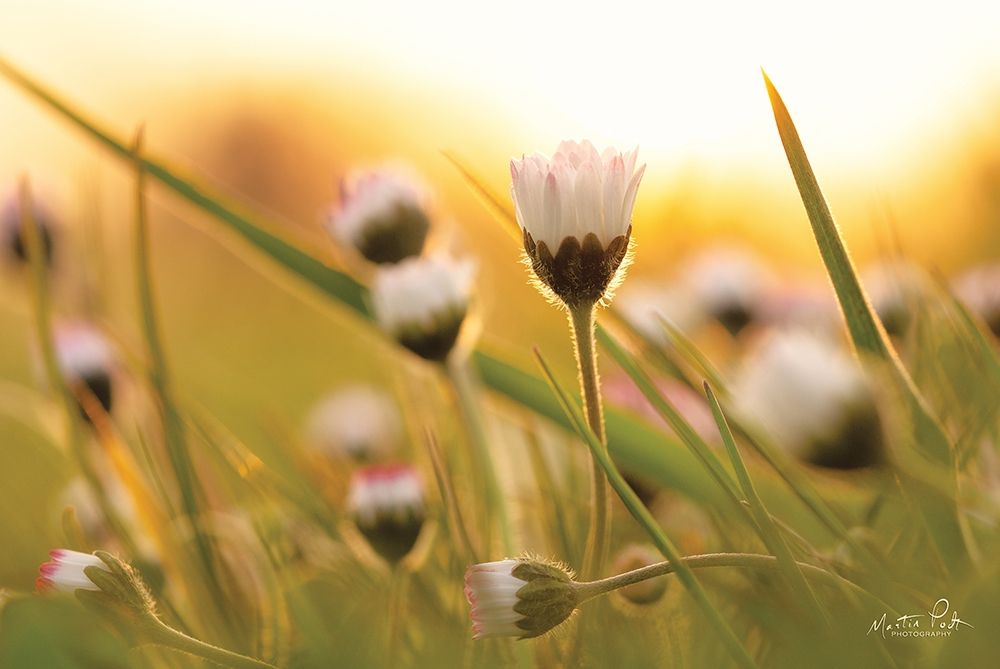 Daisy at Sunset art print by Martin Podt for $57.95 CAD
