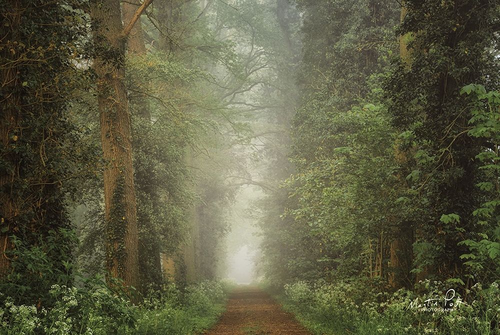 Misty Spring Road art print by Martin Podt for $57.95 CAD