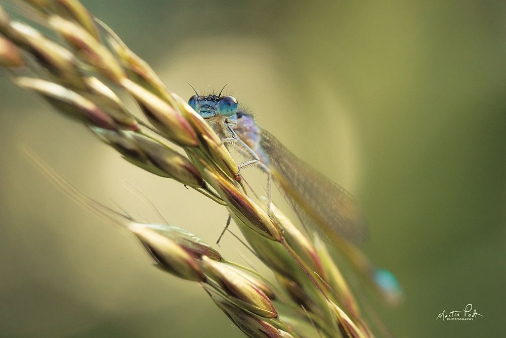 Damselfly art print by Martin Podt for $57.95 CAD