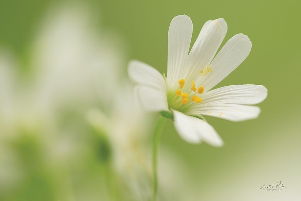 Stellaria Holostea art print by Martin Podt for $57.95 CAD