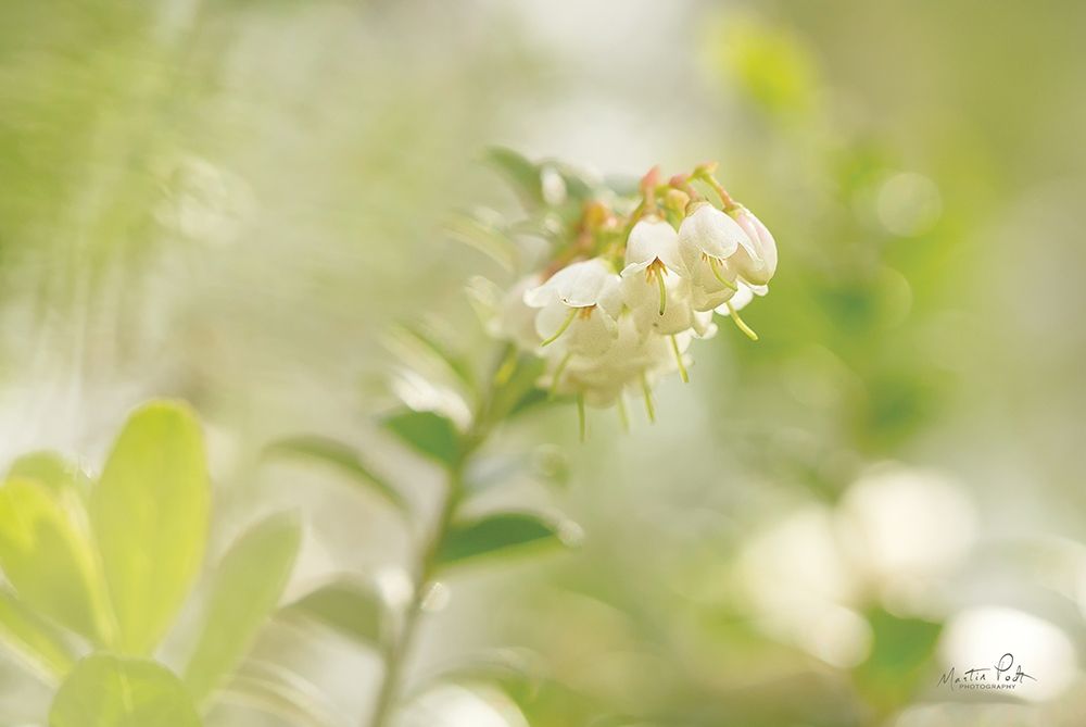Lingonberry art print by Martin Podt for $57.95 CAD