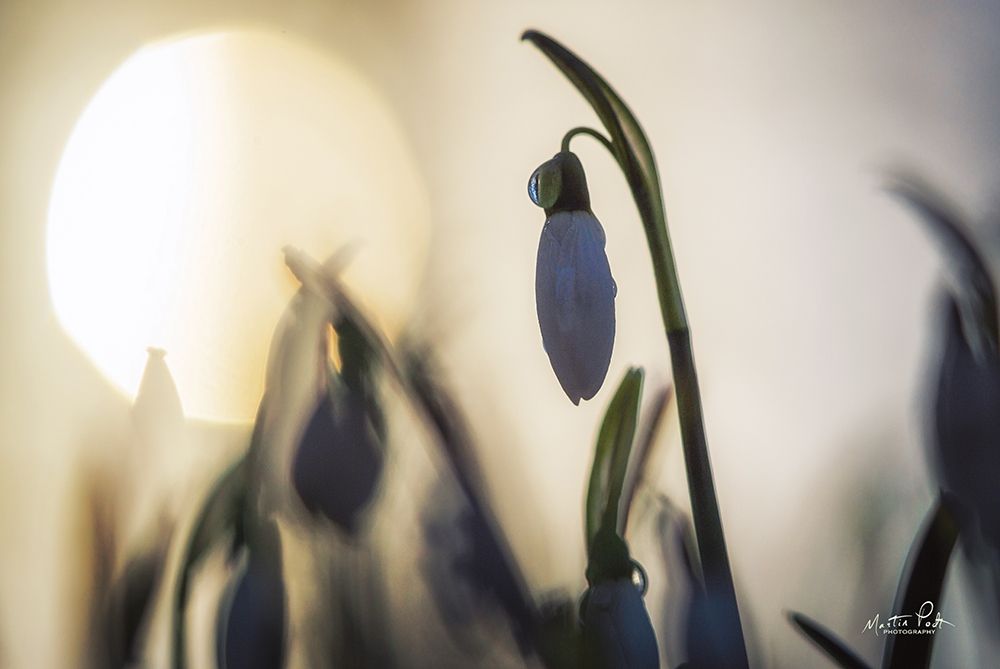 Backlit Snowdrop art print by Martin Podt for $57.95 CAD