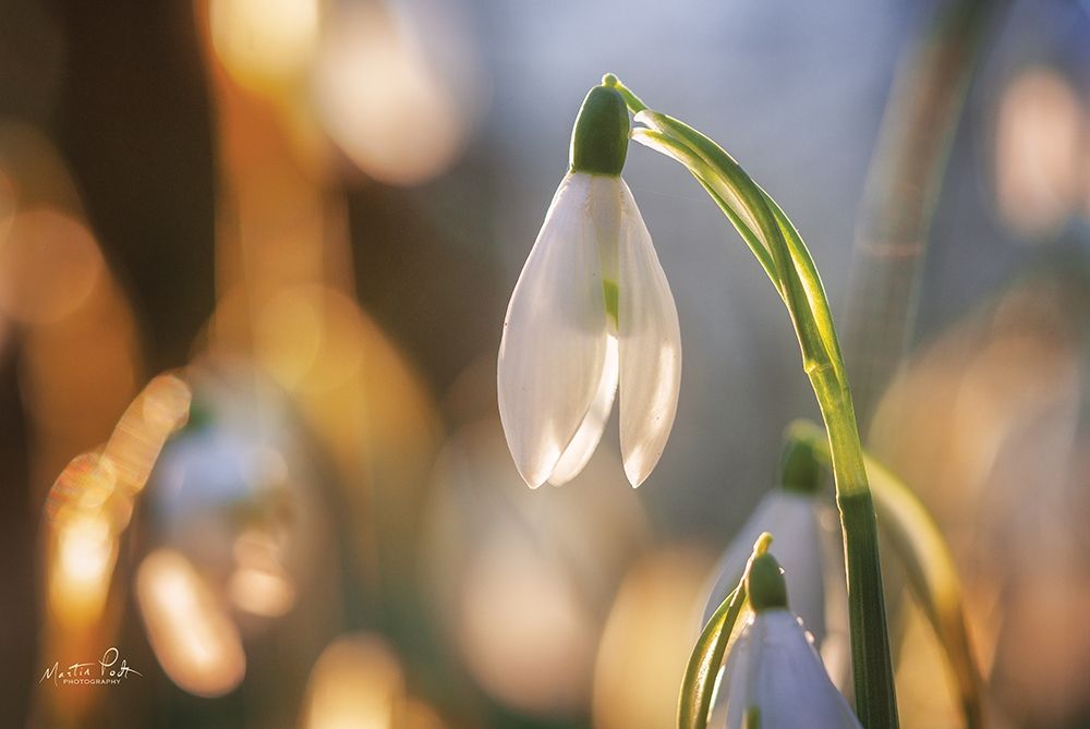 Shining Beauty art print by Martin Podt for $57.95 CAD
