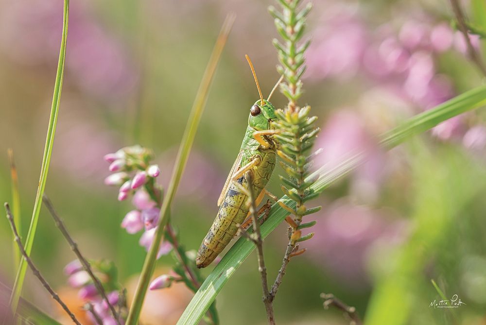 Grasshopper art print by Martin Podt for $57.95 CAD