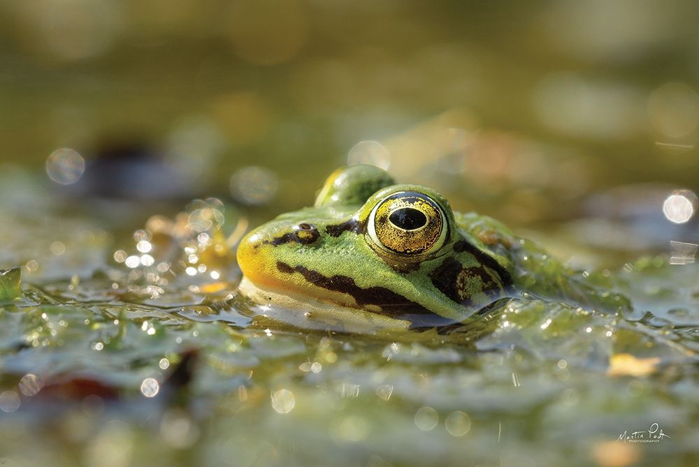 Frog art print by Martin Podt for $57.95 CAD