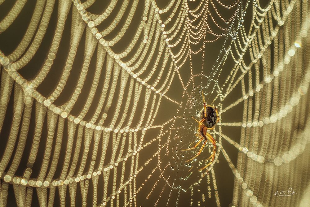 The Spider and Her Jewels art print by Martin Podt for $57.95 CAD