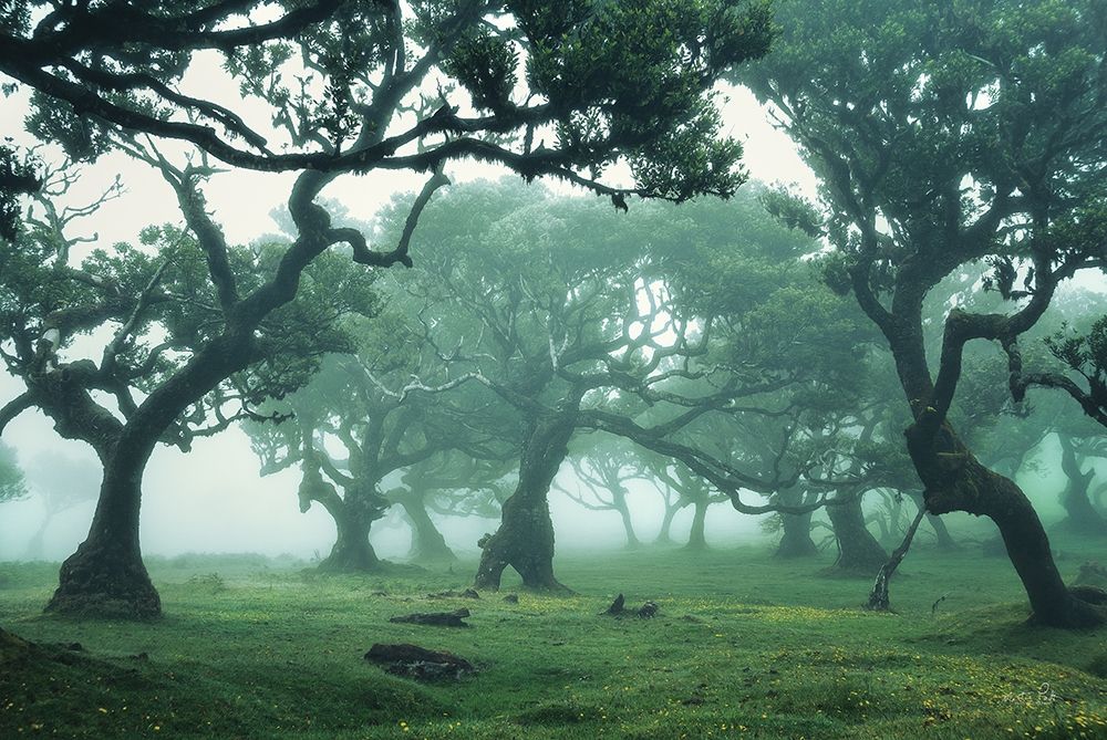 Enchanted Forest II art print by Martin Podt for $57.95 CAD