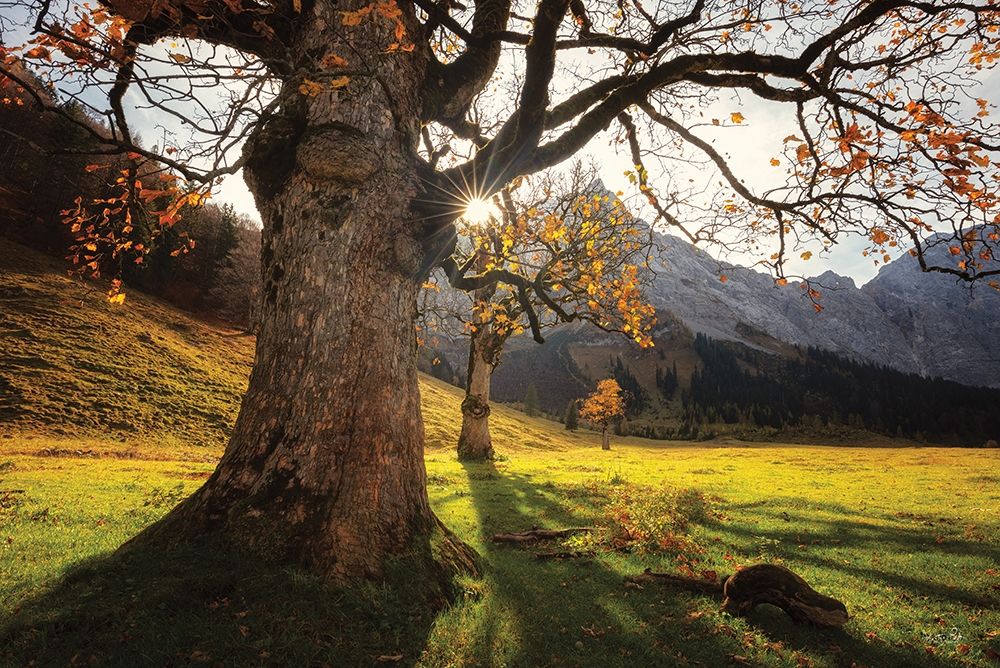 The Star art print by Martin Podt for $57.95 CAD