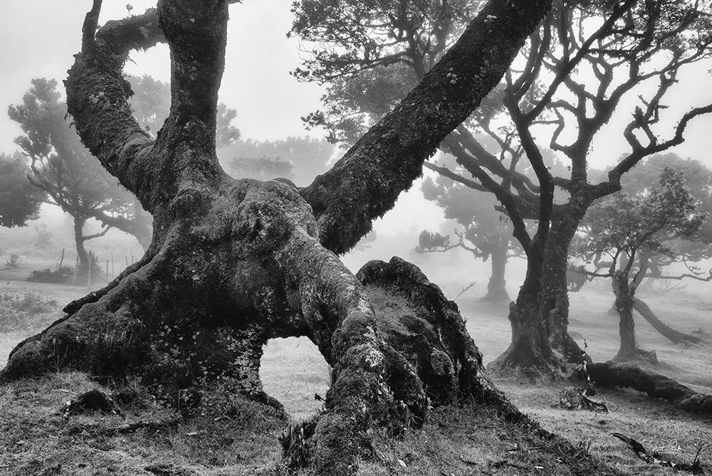 The Elephant art print by Martin Podt for $57.95 CAD