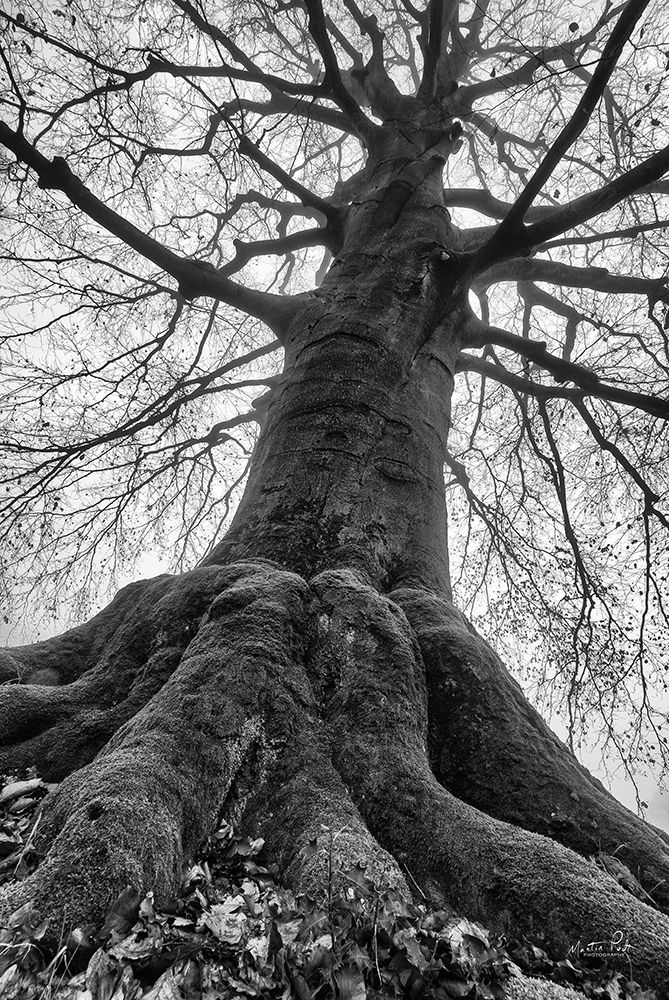 The Giant I art print by Martin Podt for $57.95 CAD
