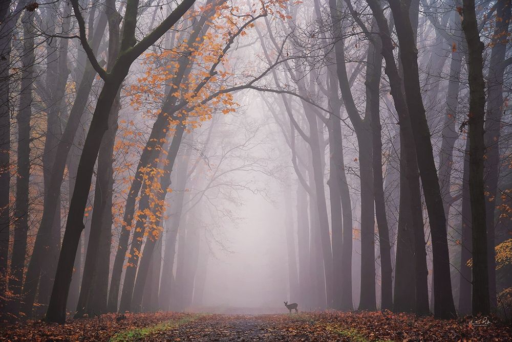 Deer in the Fog art print by Martin Podt for $57.95 CAD