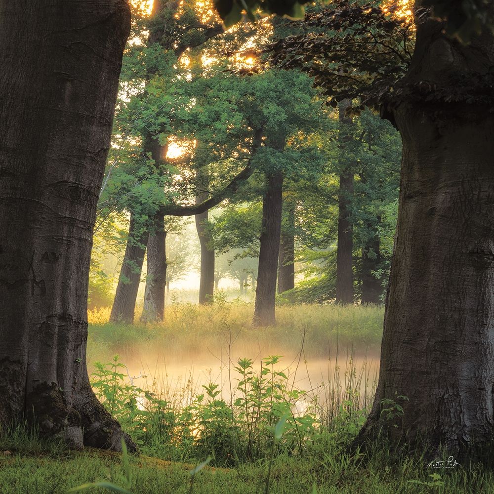 Tree Frame art print by Martin Podt for $57.95 CAD