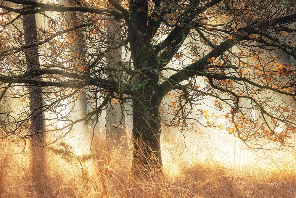 Backlight art print by Martin Podt for $57.95 CAD