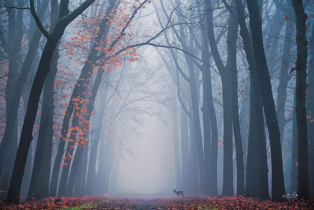 Oh Deer! art print by Martin Podt for $57.95 CAD