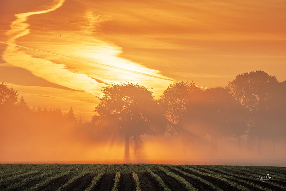 Morning Glory art print by Martin Podt for $57.95 CAD