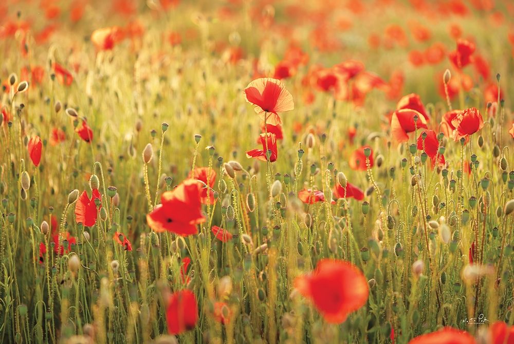 Poppy Field I art print by Martin Podt for $57.95 CAD