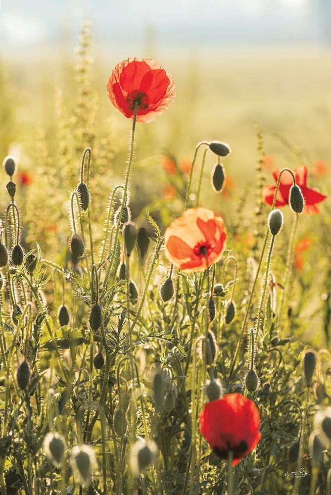 Poppy Field II art print by Martin Podt for $57.95 CAD