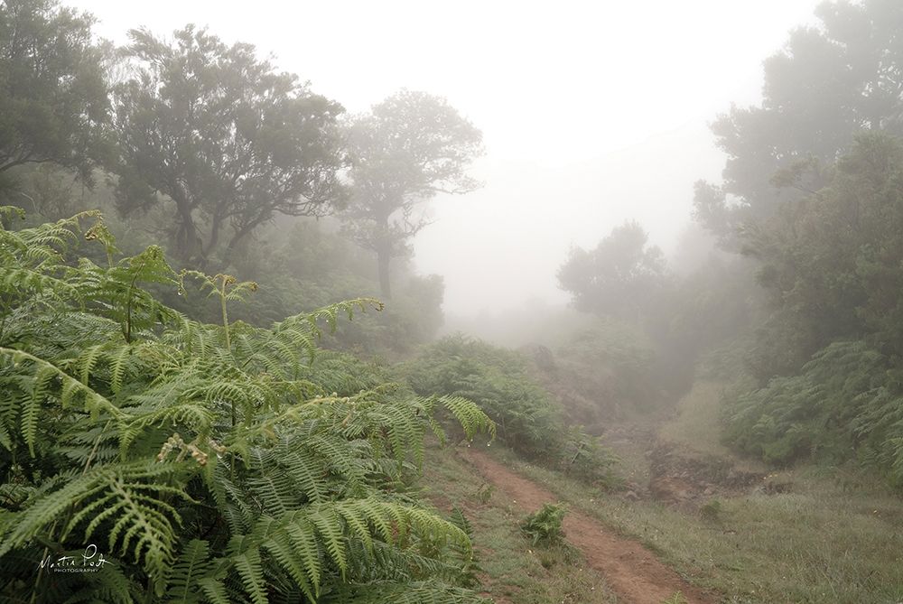 Fern Path art print by Martin Podt for $57.95 CAD