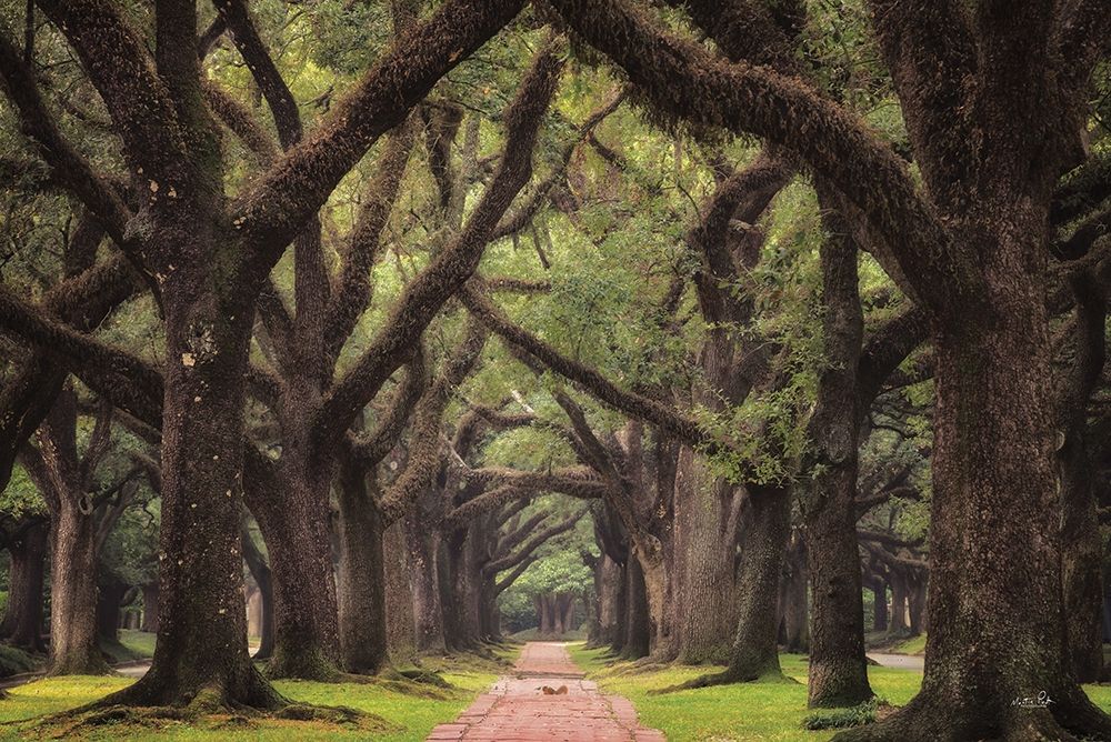 Lane of Oaks art print by Martin Podt for $57.95 CAD