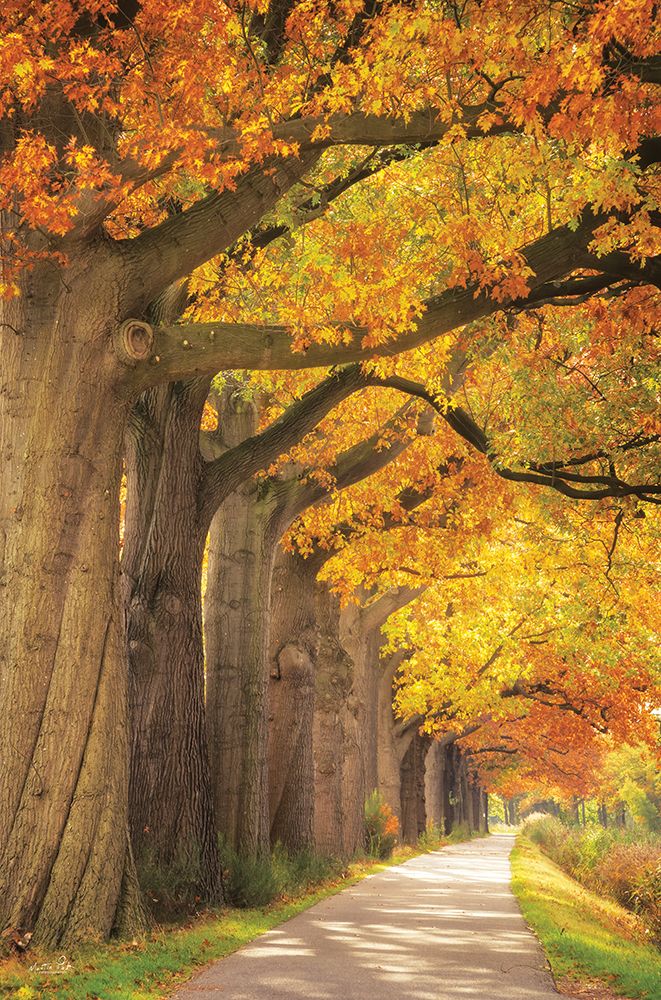 Autumn Path art print by Martin Podt for $57.95 CAD