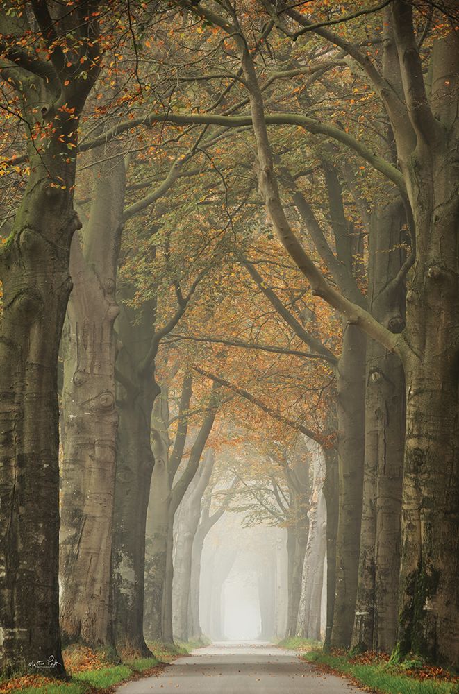 Beech Lined Road art print by Martin Podt for $57.95 CAD
