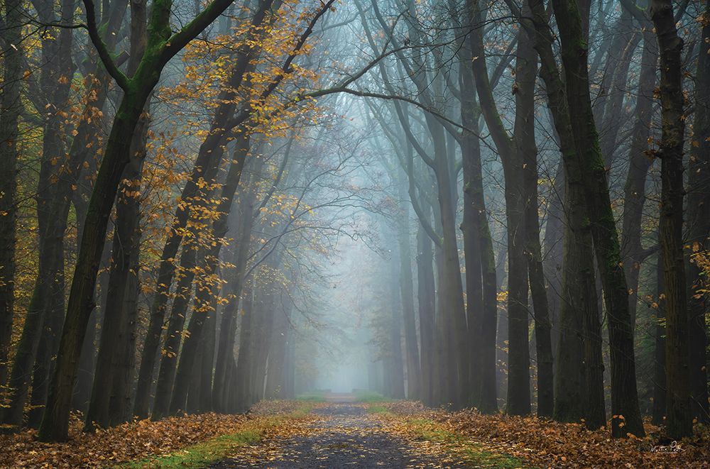 Moody Autumn art print by Martin Podt for $57.95 CAD