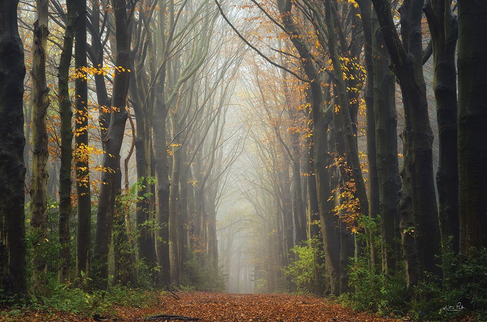 The Unknown Road art print by Martin Podt for $57.95 CAD