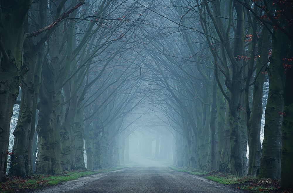 The Old Beeches art print by Martin Podt for $57.95 CAD