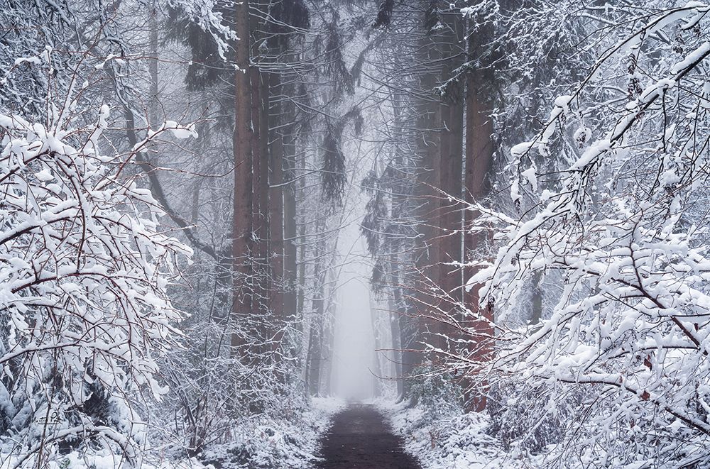 White Vignette art print by Martin Podt for $57.95 CAD