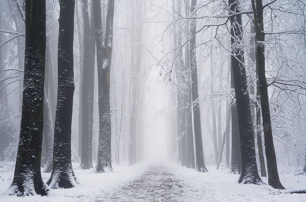 Whiteout art print by Martin Podt for $57.95 CAD