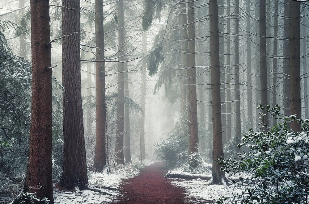 Red Carpet art print by Martin Podt for $57.95 CAD