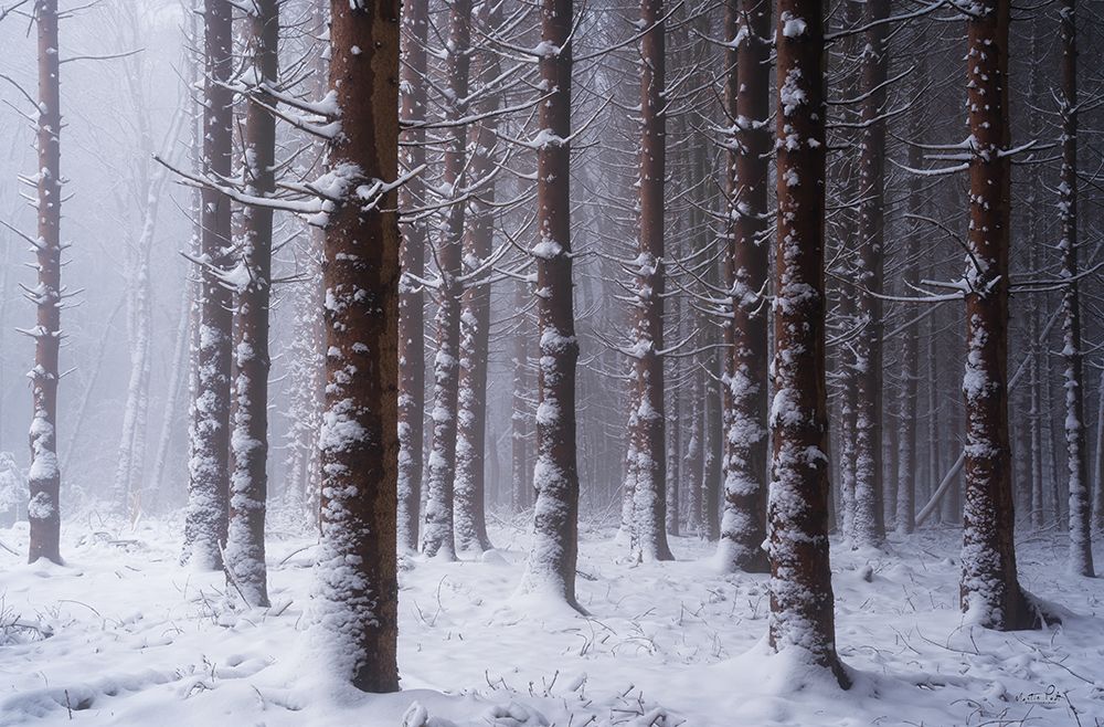 Red Woods art print by Martin Podt for $57.95 CAD