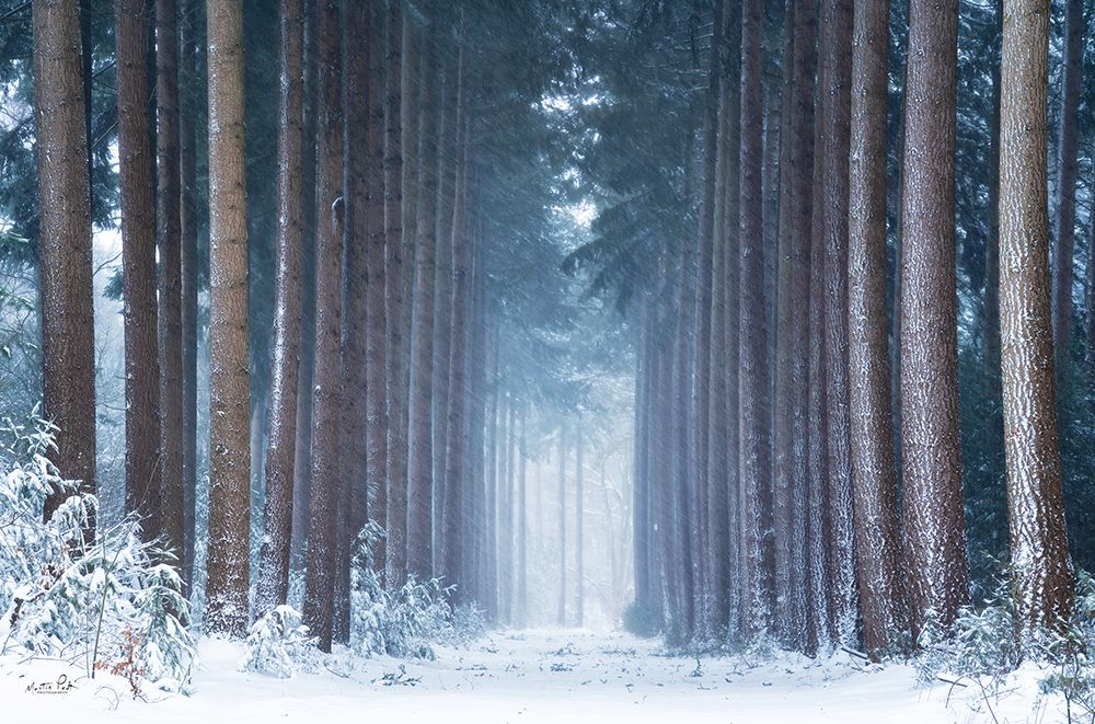 Polar Winter art print by Martin Podt for $57.95 CAD