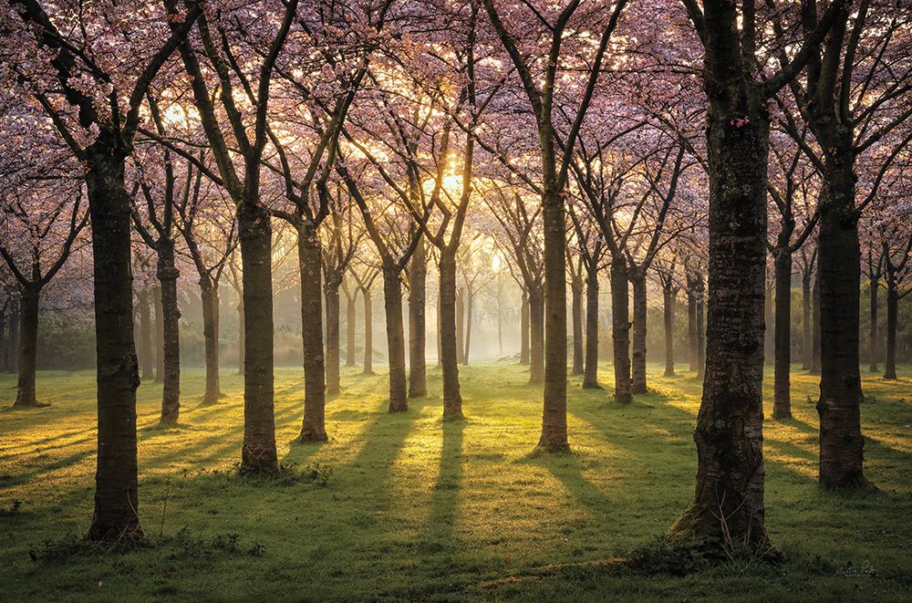 Cherry Trees in Morning Light I art print by Martin Podt for $57.95 CAD
