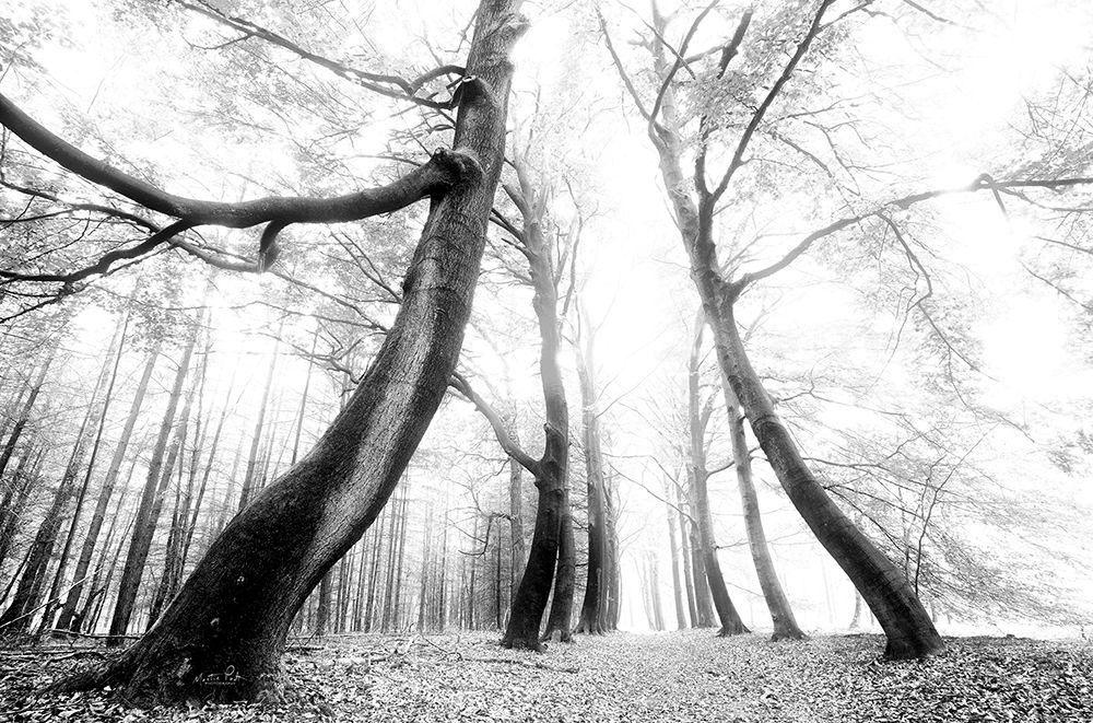 The Gatekeeper art print by Martin Podt for $57.95 CAD