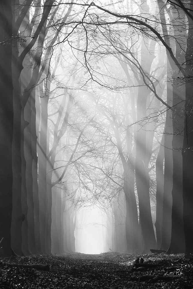 Sunray Path art print by Martin Podt for $57.95 CAD