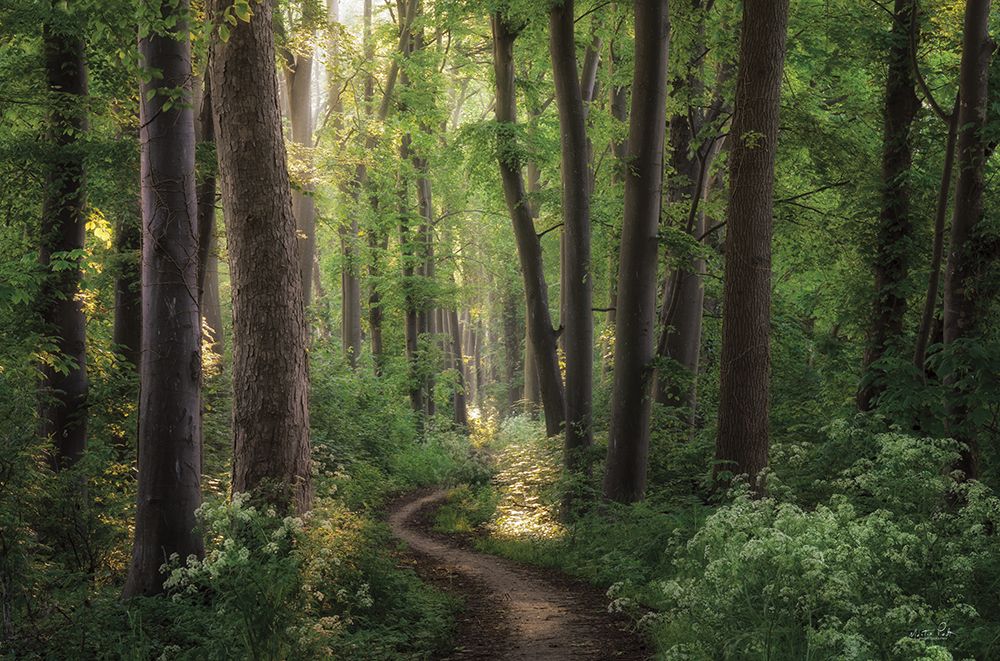 Spring Chaos art print by Martin Podt for $57.95 CAD