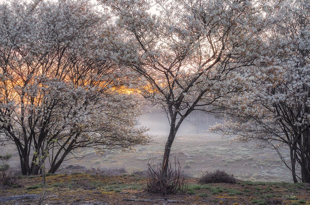 Spring Bushes art print by Martin Podt for $57.95 CAD
