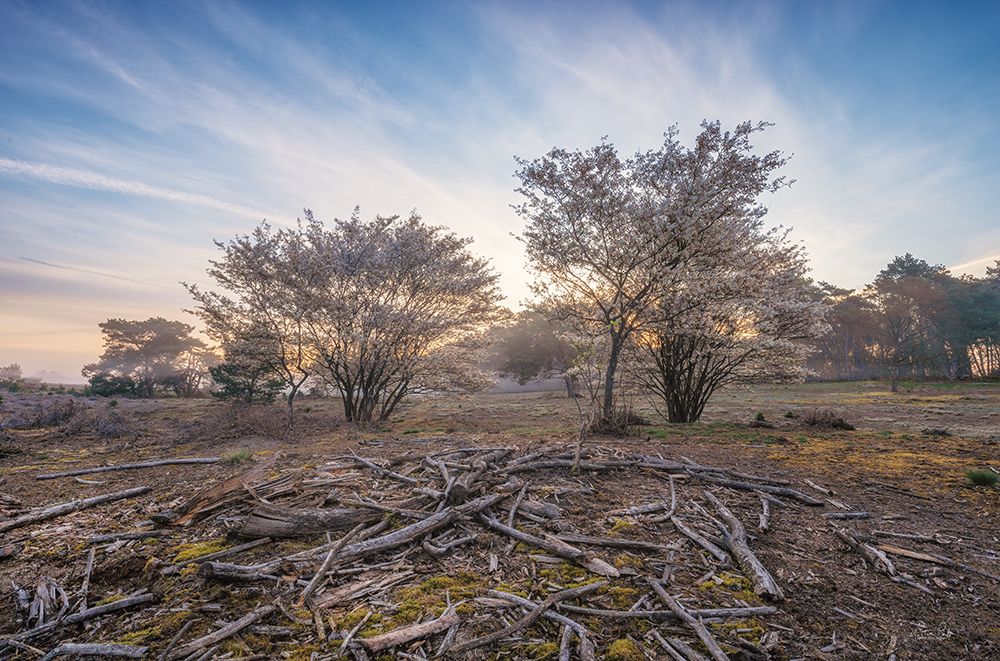 Spring Bushes at Sunrise art print by Martin Podt for $57.95 CAD