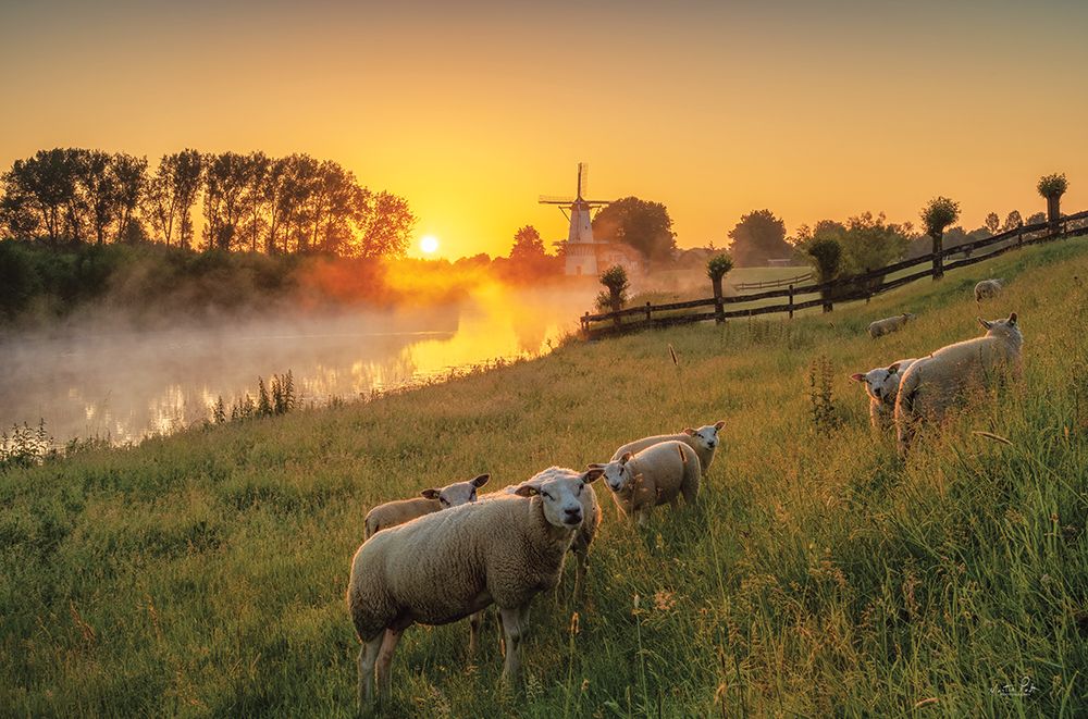 Sheep at Sunrise art print by Martin Podt for $57.95 CAD